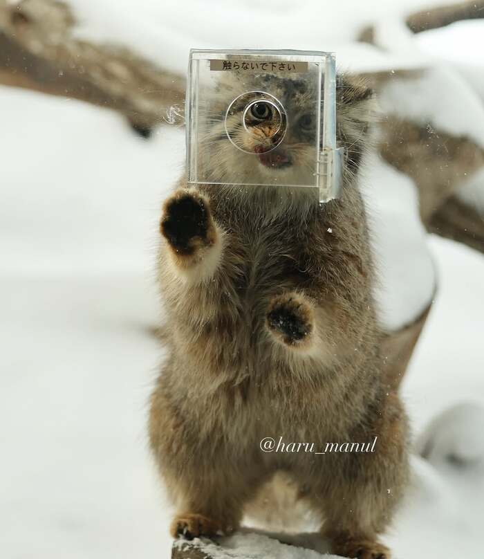 Ж - жадность