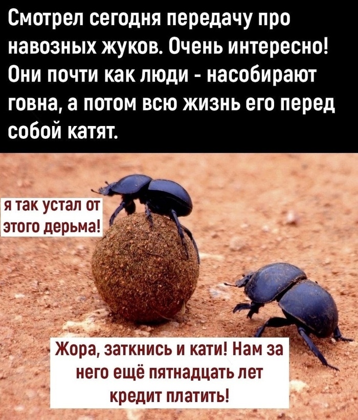 О навозе, эмпатии и эмоциональном насилии (колхозный панк)