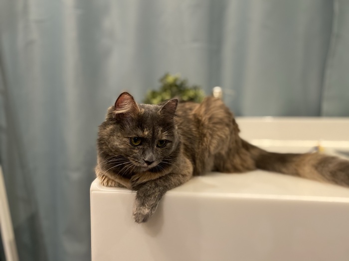 Have you seen this cat? Now you have ))