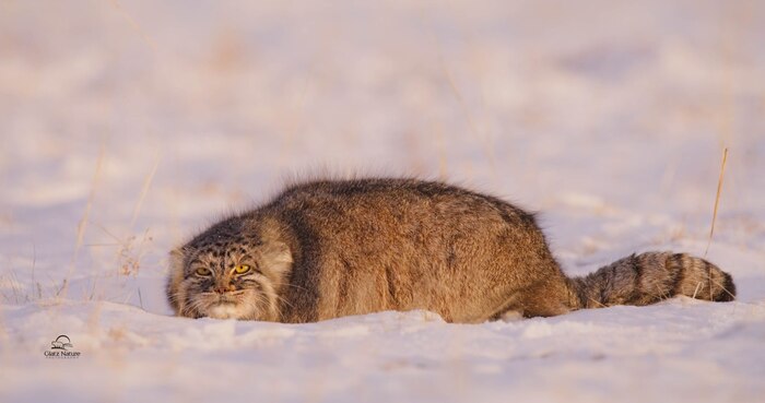 Дикий, но очень симпатичный