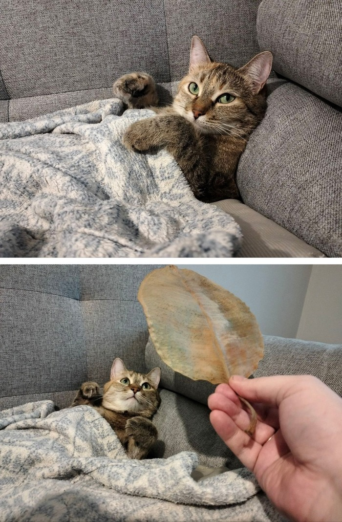 Кошечка Аффи уехала домой 28.12.2023 в возрасте 4 лет