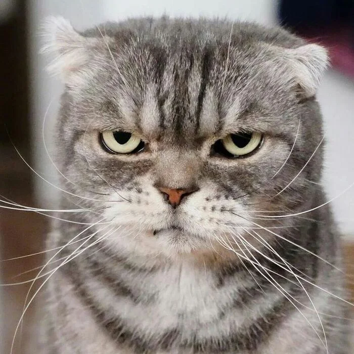 Cats in Our Life: 25 Funny Stories, Jokes and Amusing Observations with Cats - My, cat, Tricolor cat, Fluffy, Cat lovers, Humor, Kittens, Milota, Longpost