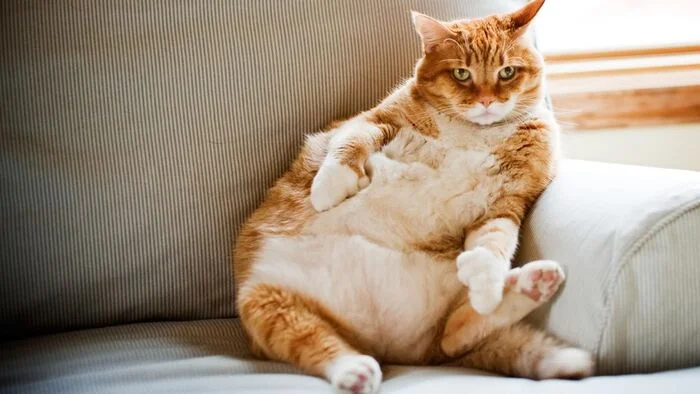 Cats in Our Life: 25 Funny Stories, Jokes and Amusing Observations with Cats - My, cat, Tricolor cat, Fluffy, Cat lovers, Humor, Kittens, Milota, Longpost