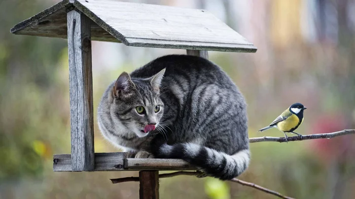 Cats in Our Life: 25 Funny Stories, Jokes and Amusing Observations with Cats - My, cat, Tricolor cat, Fluffy, Cat lovers, Humor, Kittens, Milota, Longpost