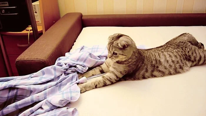 Cats in Our Life: 25 Funny Stories, Jokes and Amusing Observations with Cats - My, cat, Tricolor cat, Fluffy, Cat lovers, Humor, Kittens, Milota, Longpost