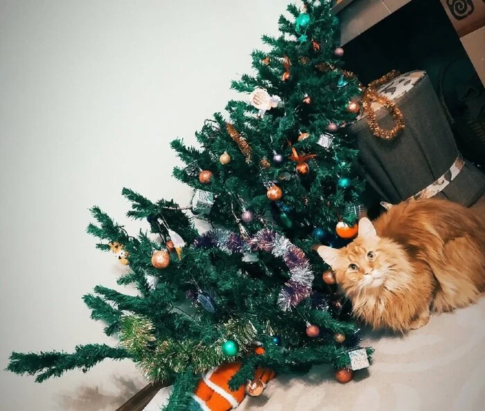 Cats in Our Life: 25 Funny Stories, Jokes and Amusing Observations with Cats - My, cat, Tricolor cat, Fluffy, Cat lovers, Humor, Kittens, Milota, Longpost