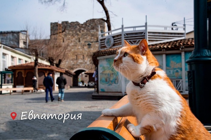    :     ,   ,  , , Telegram (), , , ,   (), , 