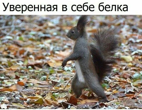 "- Какой твой внутренний зверь? - Белка! Уверенная в себе белка!"