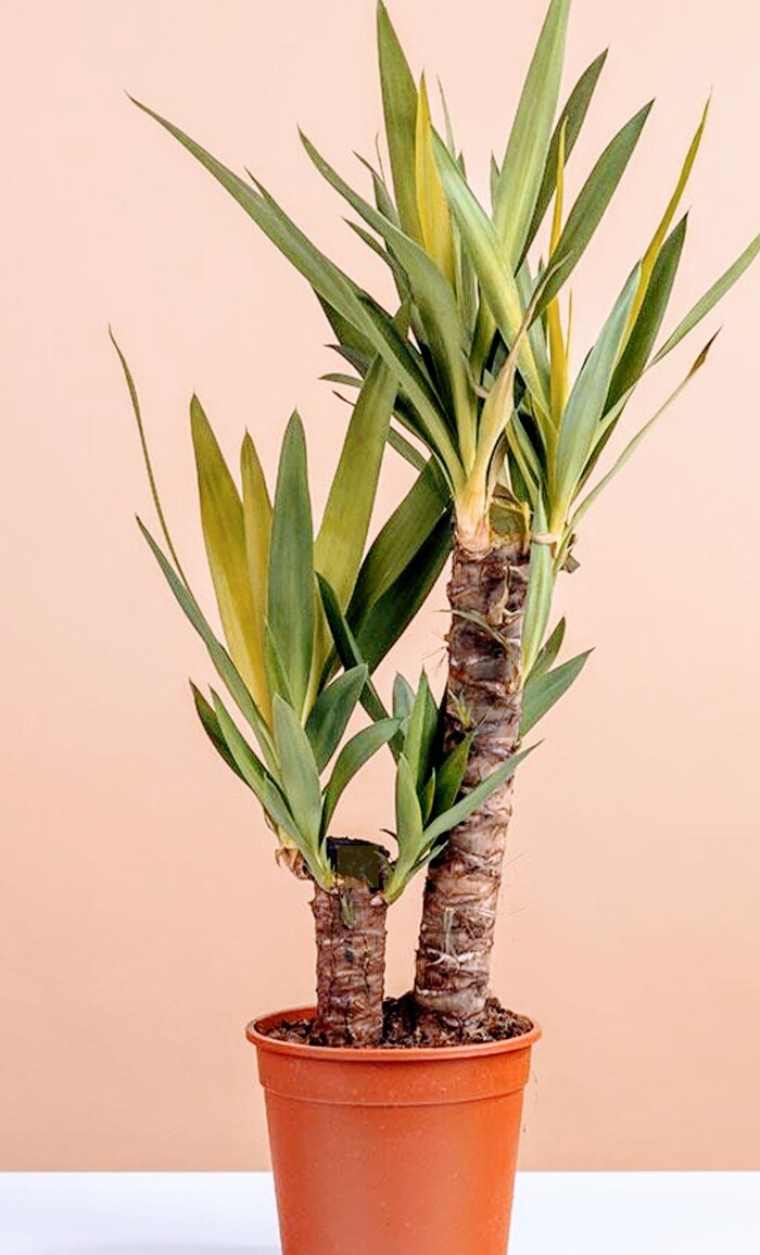 Юкка- убийца?