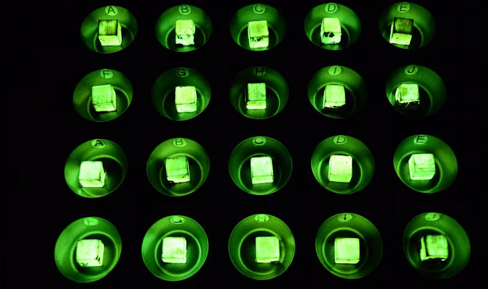 Светящиеся деревья помогут освещать тротуары и парки без использования электричества