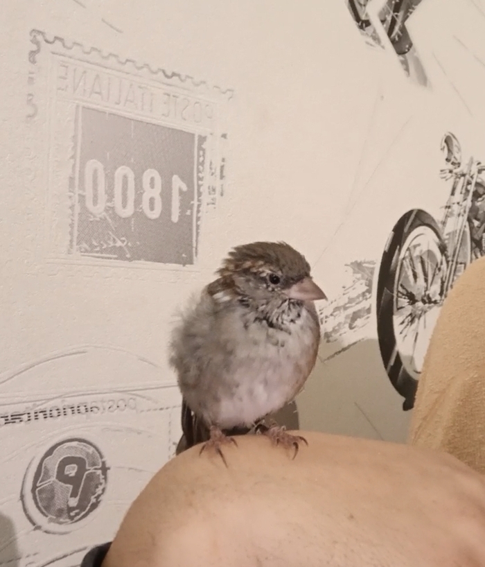 Октябрь 2023 года выглядели мы вот так. Когти УЖЕ большие, кстати. Птица древесная, не понимаю наездов по поводу длины когтей, да и "сопля" на носу уже была с самого начала.