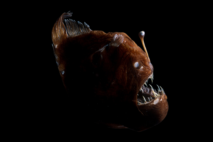 Крош, Ёжик, куда вы убежали? Я же просто хотела поиграть...