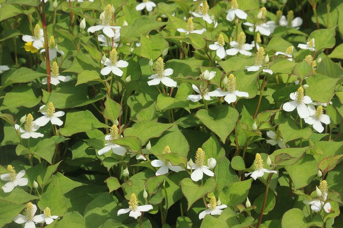 Хауттюйния в Субтропическом Ботаническом саду Кубани, Сочи. Фото М. Лучкина с сайта <!--noindex--><a href="https://pikabu.ru/story/zelenyie_valentinki_12378439?u=http%3A%2F%2Fplantarium.ru&t=plantarium.ru&h=a99e55320aea562513d8f75971d3e7338d0dbe18" title="http://plantarium.ru" target="_blank" rel="nofollow noopener">plantarium.ru</a><!--/noindex-->.