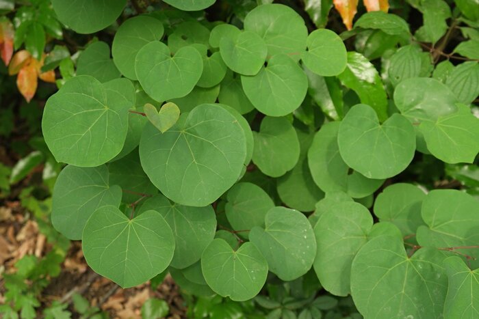 Листья багрянника европейского. Фото с сайта <!--noindex--><a href="https://pikabu.ru/story/zelenyie_valentinki_12378439?u=http%3A%2F%2Fpandetodos.com&t=pandetodos.com&h=e540739482471e06b6f91cbe250fe5039c9eb9bc" title="http://pandetodos.com" target="_blank" rel="nofollow noopener">pandetodos.com</a><!--/noindex-->.