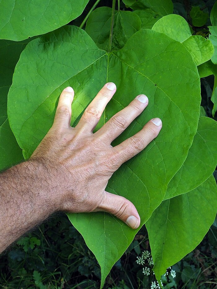 Лист катальпы бигнониевидной. Фото с сайта <!--noindex--><a href="https://pikabu.ru/story/zelenyie_valentinki_12378439?u=http%3A%2F%2Fwikipedia.org&t=wikipedia.org&h=069e34549d8605623376d6a956946f0dddfb7907" title="http://wikipedia.org" target="_blank" rel="nofollow noopener">wikipedia.org</a><!--/noindex-->.