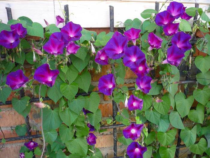 Ипомея пурпурная. Фото с сайта <!--noindex--><a href="https://pikabu.ru/story/zelenyie_valentinki_12378439?u=http%3A%2F%2Fflo.discus-club.ru&t=flo.discus-club.ru&h=e6ce655130a32fe186efacda7ab78282f8dfda63" title="http://flo.discus-club.ru" target="_blank" rel="nofollow noopener">flo.discus-club.ru</a><!--/noindex-->.