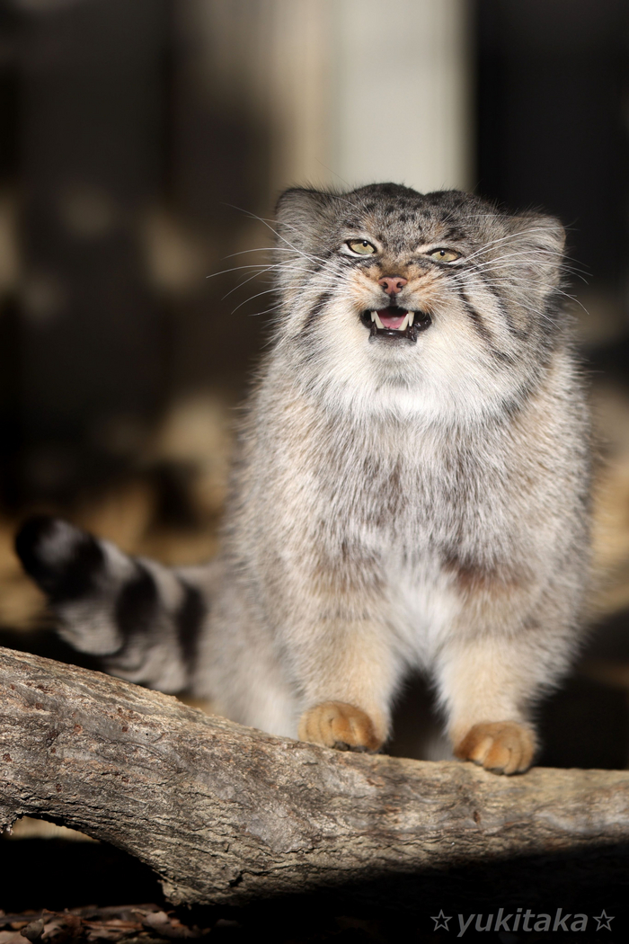 ����� ��� ���������? ��� ������ ���� ��������?