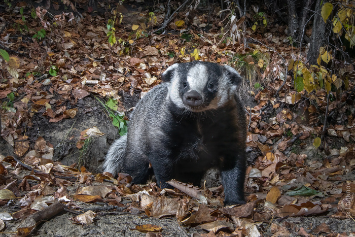  (Meles leucurus) .🦝🦡
