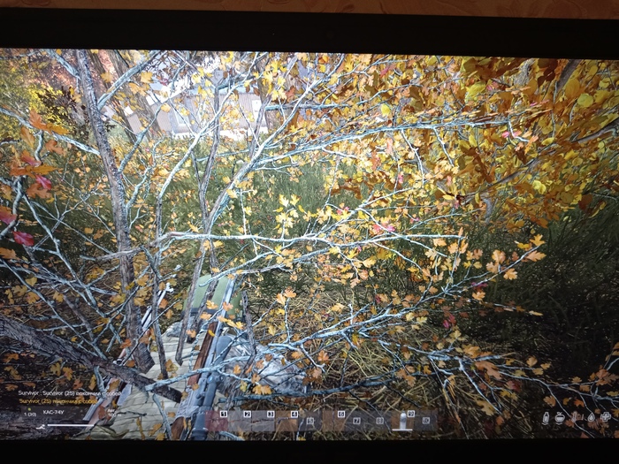   Dayz DayZ, , , , , -