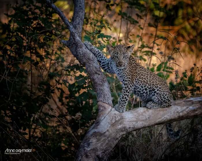 Будущий босс