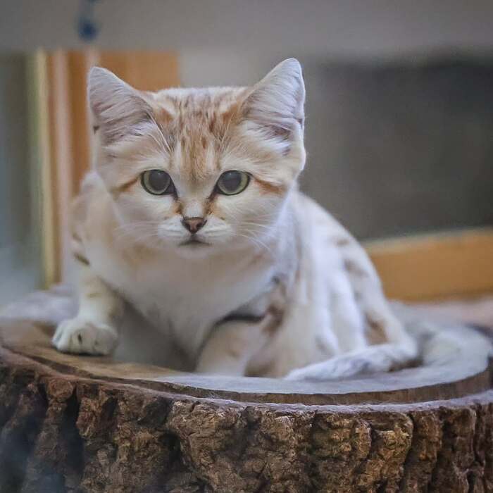 Покыскыскай мне тут!