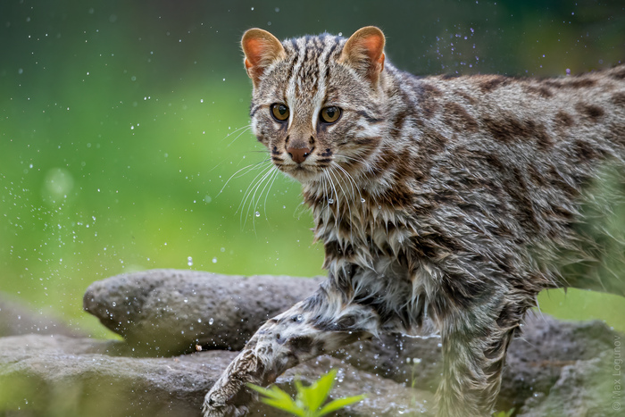    (Prionailurus bengalensis euptilurus)    , ,   , ,   ,  