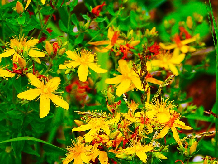 Цветы полевые