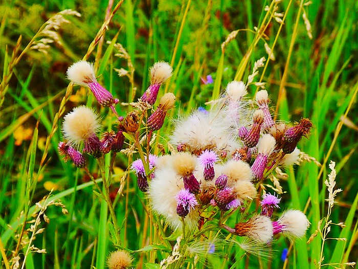 Полевые цветы