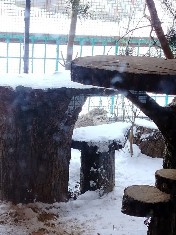 Meanwhile at the Leningrad Zoo - Pallas' cat, Small cats, Cat family, Predatory animals, Wild animals, Zoo, Leningrad Zoo, Pairing, Gon, Snow, Telegram (link), Telegram