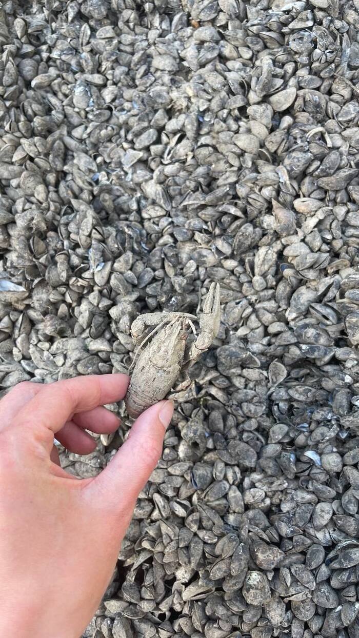 А вот и рачок нашелся - с таким окрасом еле заметила. Думаю есть его не стоит. Даже с пивом.