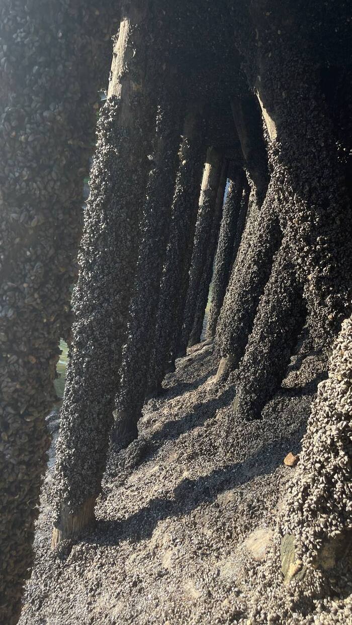 Опорные конструкции все в ракушках. Трогать их руками - отдельный вид удовольствия.