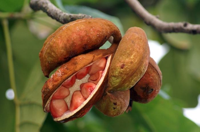 Орех кола (самому было интересно как выглядят)