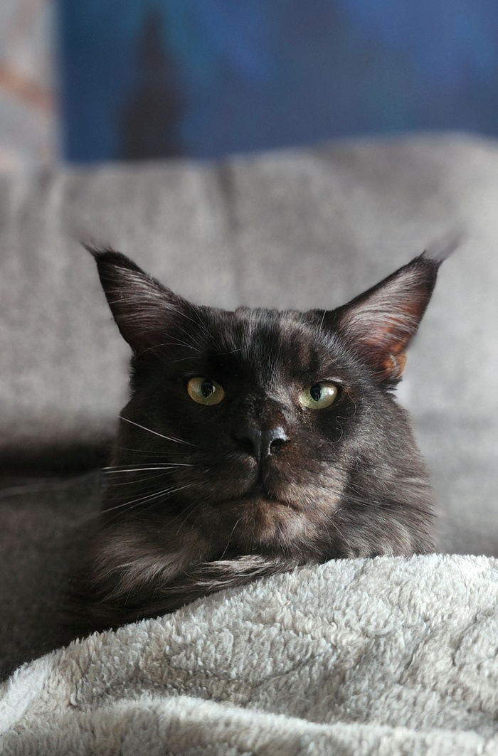 ��� ����� ���� ��� ������ )