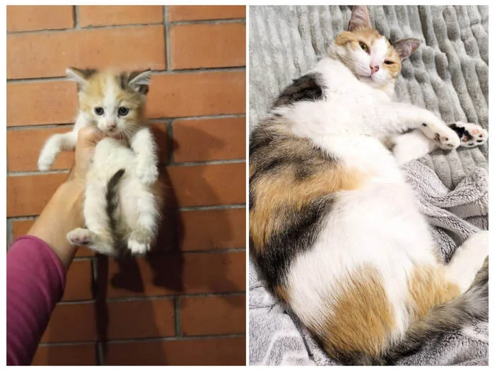 There were a few and they became a few from the animals I saved - My, cat, Animal Rescue, Helping animals, It Was-It Was, Dacha, Winter, Longpost