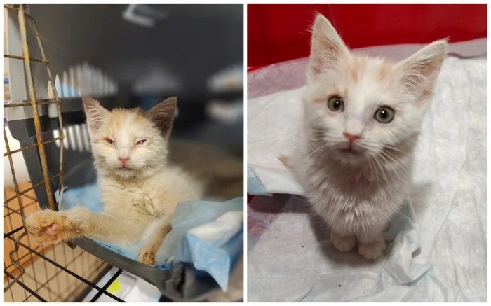 There were a few and they became a few from the animals I saved - My, cat, Animal Rescue, Helping animals, It Was-It Was, Dacha, Winter, Longpost