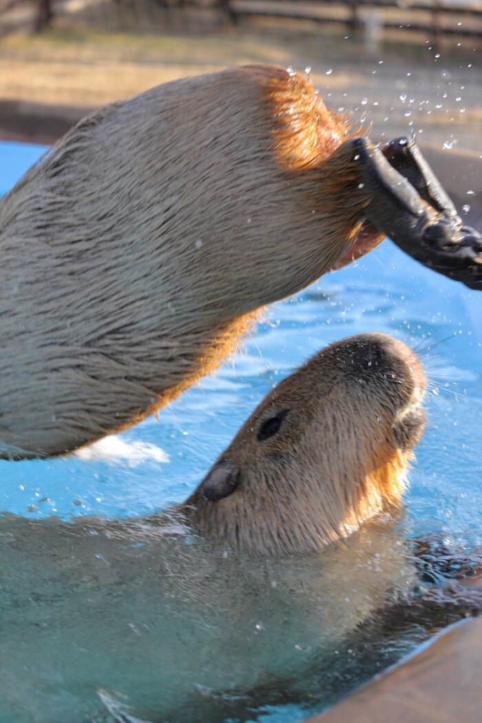 Эстафета. Олимпийский бассейн