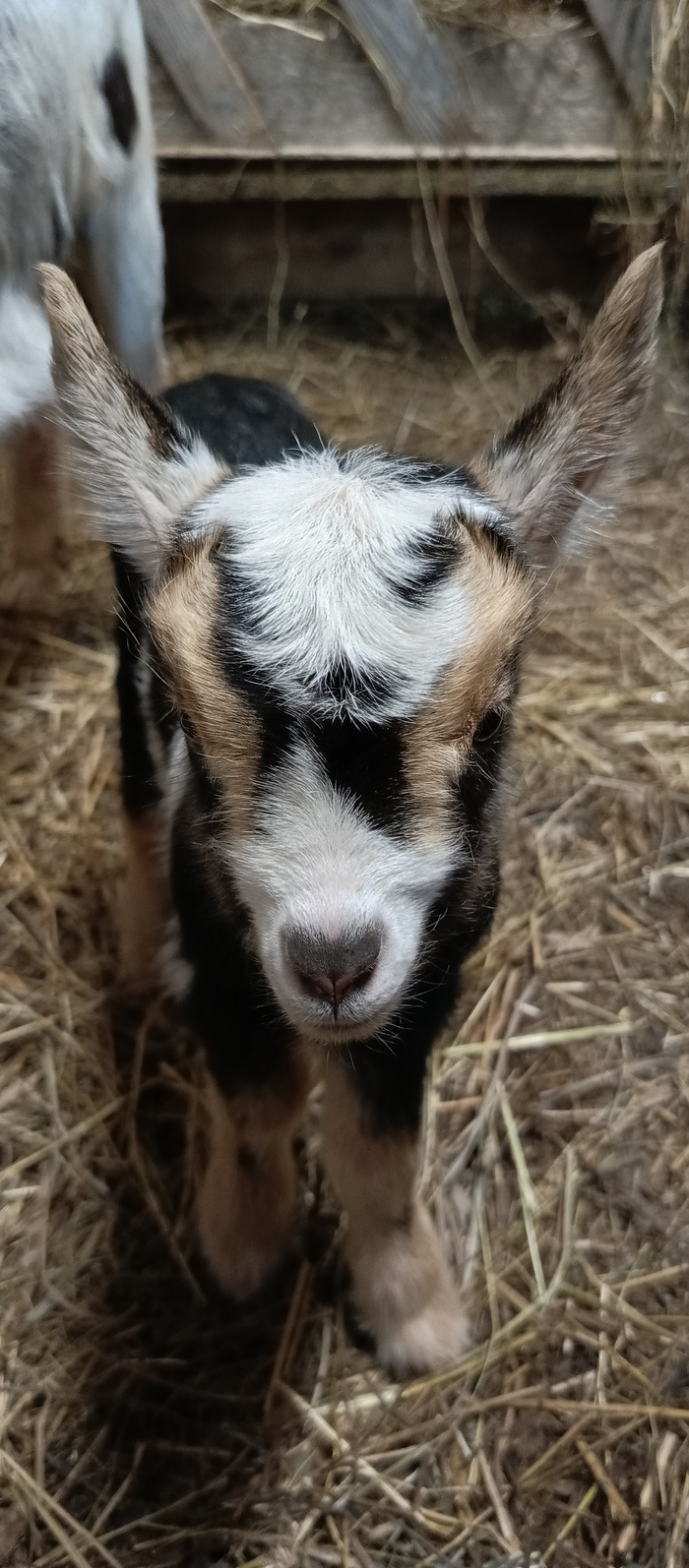 В поисках Немо