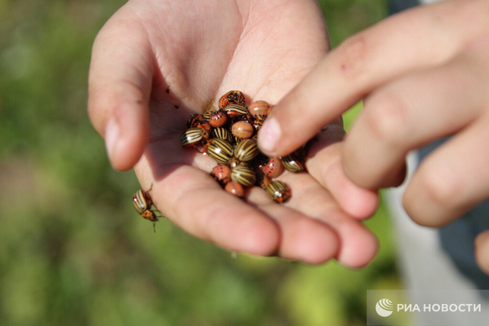 Колорадский жук угрожает картофелю Дальнего Востока