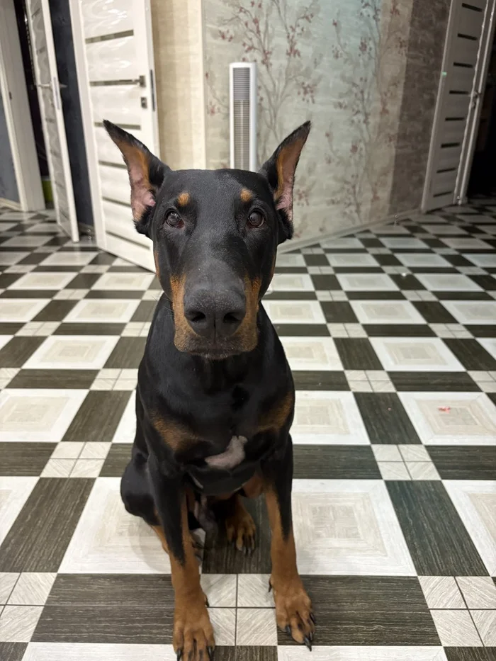 Stop for a moment, you are beautiful - My, Doberman, Friend, Dog, Longpost, Pets, The photo, Friends