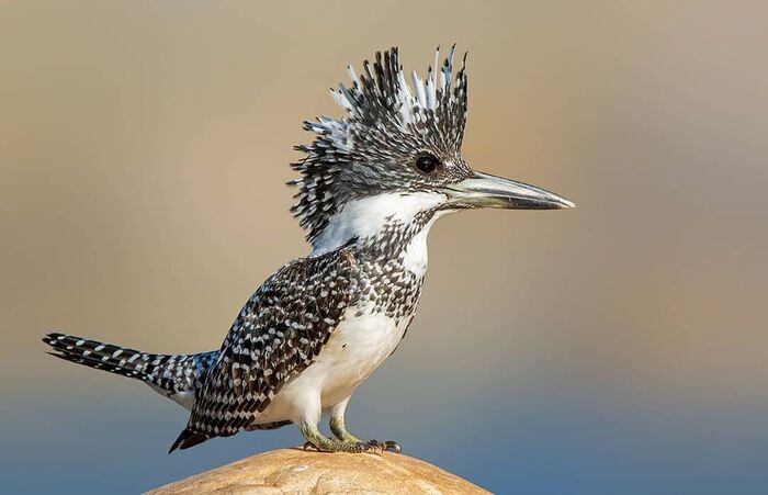 Большой пегий зимородок