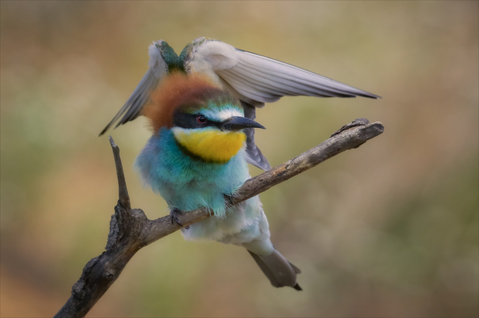 Золотистые щурки