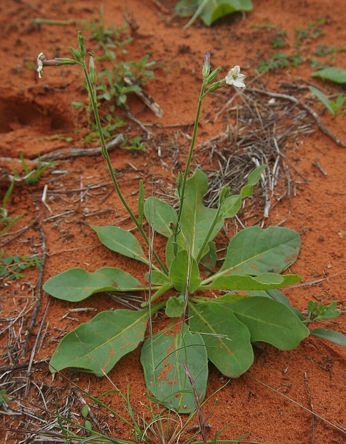 Nicotiana rosulata --  ,    ,     ...
