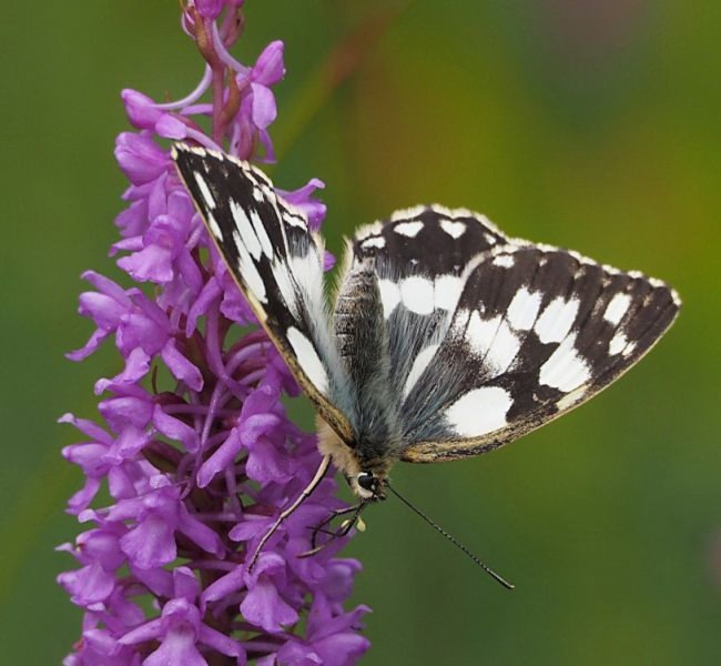 Хоть и комарниковый - опыляется не комарами.