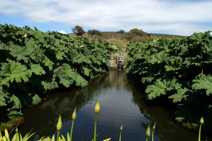 От вида гуннеры зависит ее размер и форма листьев.