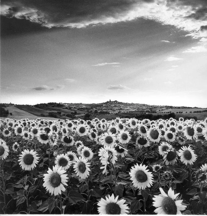 Квадраты Фотография, Пленка, Средний формат, Черно-белое фото, Hasselblad, Длиннопост
