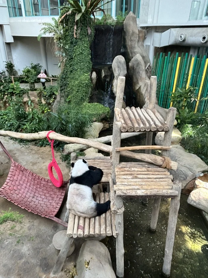Pandas at the Kuala Lumpur Zoo (Negara Zoo) - My, Panda, Kuala Lumpur, Zoo, Video, Vertical video, Short videos, Longpost
