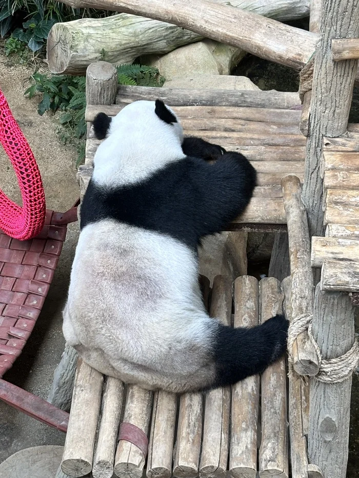 Pandas at the Kuala Lumpur Zoo (Negara Zoo) - My, Panda, Kuala Lumpur, Zoo, Video, Vertical video, Short videos, Longpost