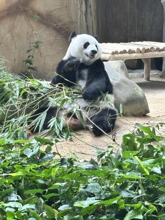 Pandas at the Kuala Lumpur Zoo (Negara Zoo) - My, Panda, Kuala Lumpur, Zoo, Video, Vertical video, Short videos, Longpost
