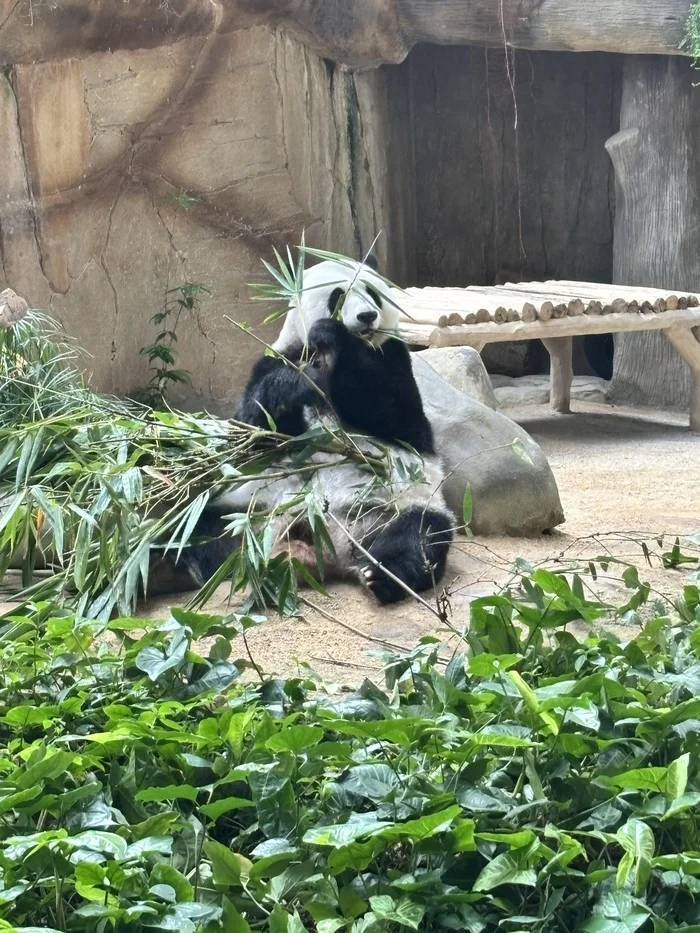 Pandas at the Kuala Lumpur Zoo (Negara Zoo) - My, Panda, Kuala Lumpur, Zoo, Video, Vertical video, Short videos, Longpost