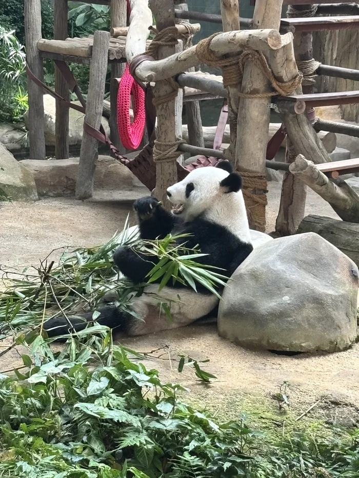 Pandas at the Kuala Lumpur Zoo (Negara Zoo) - My, Panda, Kuala Lumpur, Zoo, Video, Vertical video, Short videos, Longpost